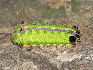 Parasa pastoralis larva