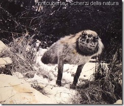 Fontcuberta_Scherzi_della_natura