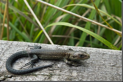 Immature Common Lizard