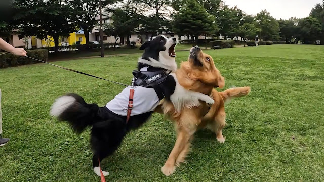 保護犬 ボーダーコリー トーマ