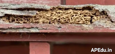 If it is sprayed the termites will never appear on the wood