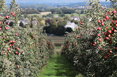 How To Transplant Apple Trees