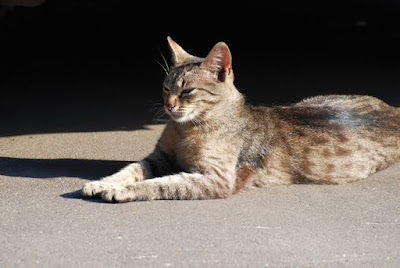 Chausie