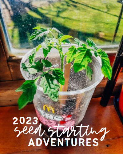 2023 Seed Starting Adventures | on the creek blog //www.onthecreekblog.com