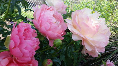 Pink Peonies