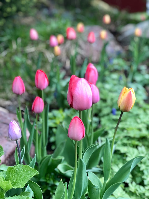 Darwinhybrider Tulipa