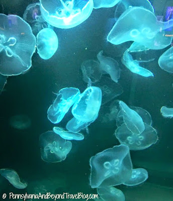 National Aquarium in Baltimore Maryland