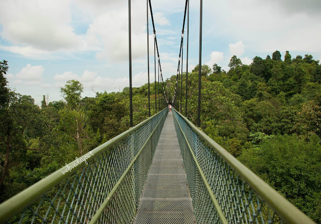 Family fun walk on HSBC TreeTop Walk at McRitchie Reservoir