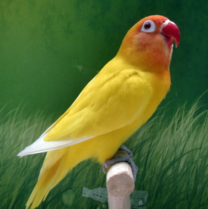 Mengenal Burung  Love BirdSaung Bird Burung  Kicauan