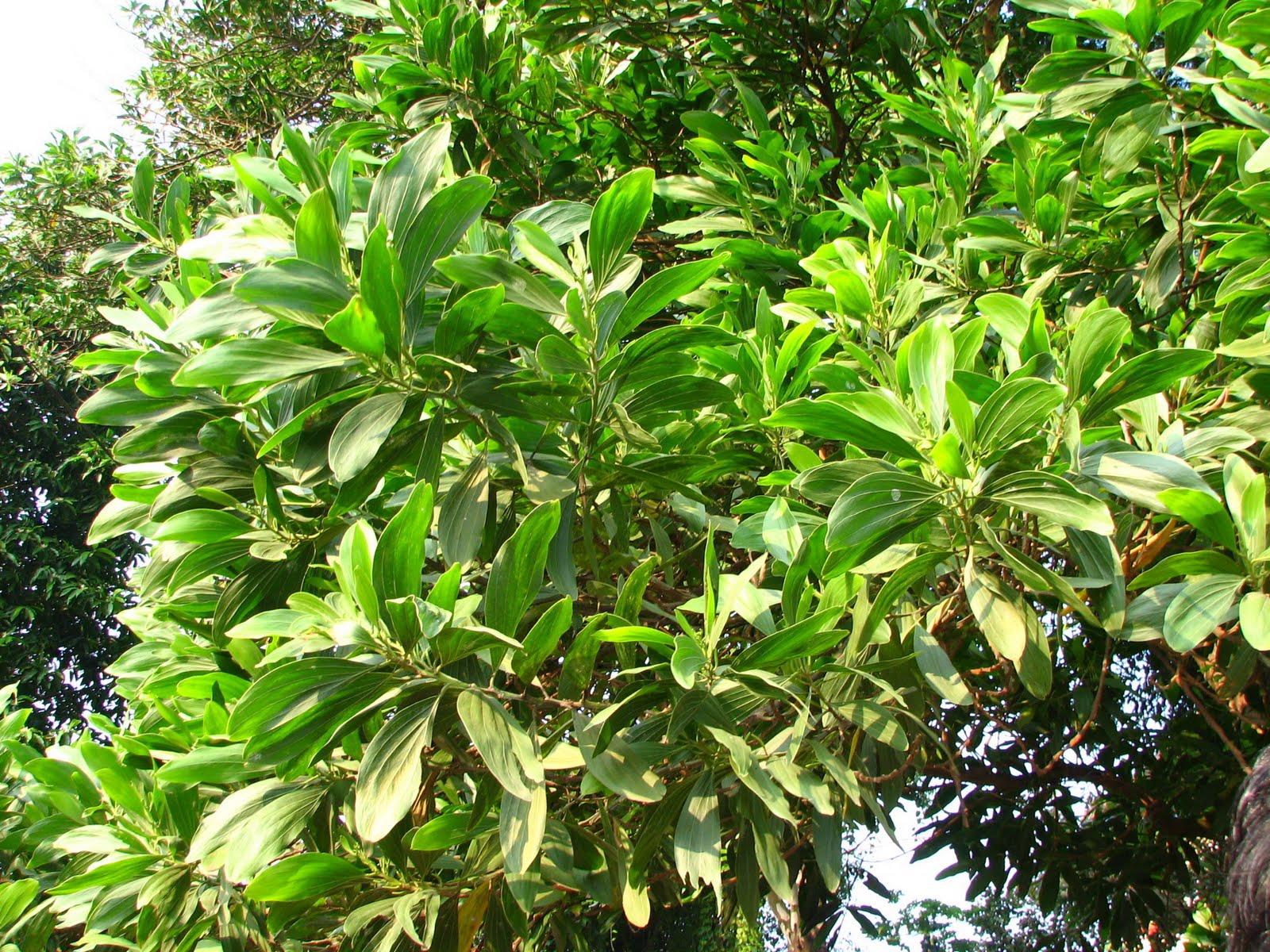 Acacia mangium Flowering Plants and Pictures