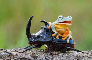 Fotos de rana cabalgando en un escarabajo
