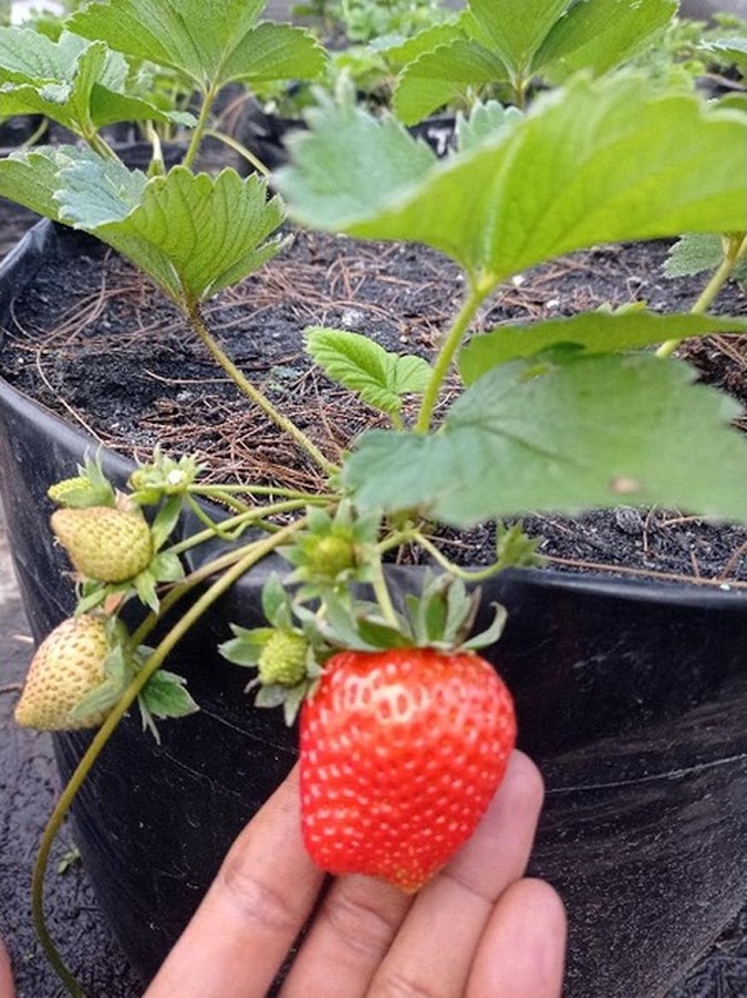 Strawberry Sagahonoka Valid Pontianak