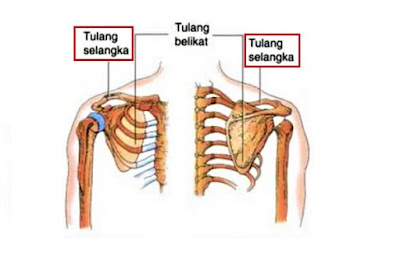 tulang yang membentuk sistem rangka penopang tubuh manusia 5+ Fungsi Tulang Selangka (Gambar Lengkap)