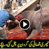 What Qasaee Do in Eid-ul-Adha Must See