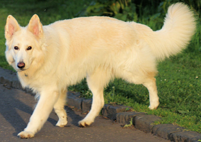 White German Shepherd Dog, White German Shepherd Dogs, White coated German Shepherd Dog, White GSD