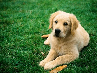 Dogs Desktop Wallpapers dogs wallpapers. Dogs Desktop Wallpapers