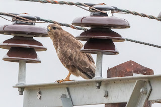 Buzzard DFBridgeman