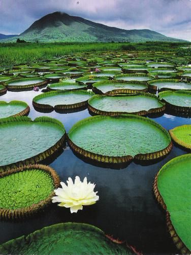 The Biota of Wetlands