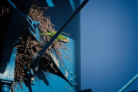 Monk Parakeet.