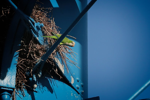 Monk Parakeet.