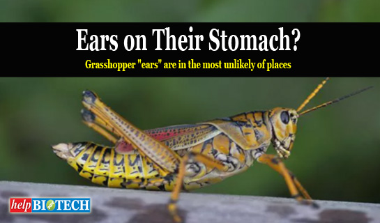 Did You Know: Ears on Their Stomach? 