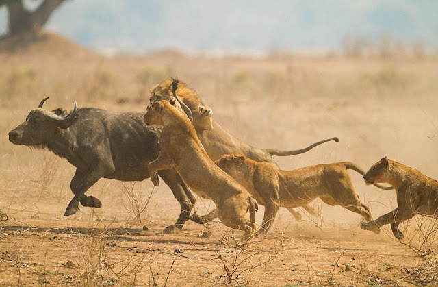 Curiosidades sobre los leones. Lo que debes saber sobre el rey de la selva. Una manada de leonas cazando un búfalo