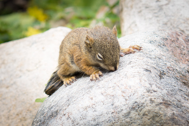 Rescue of baby squirrel from drowning, baby squirrel, animal rescue