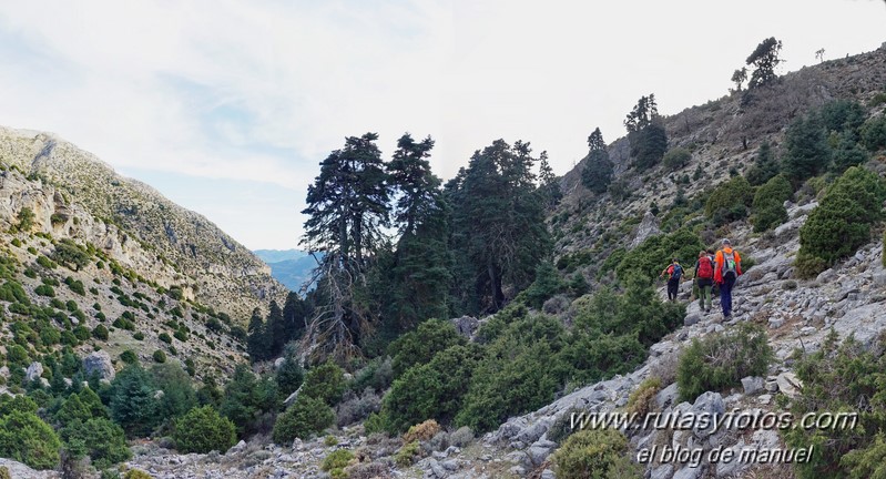 Alcazaba - Torrecilla - Pinsapar de la Yedra desde la Majá de Paco Aguera