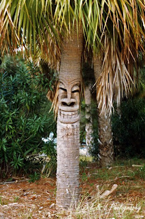 wtf tree, wtf, funny tree, funny pictures, tree, laughing tree, tree faces