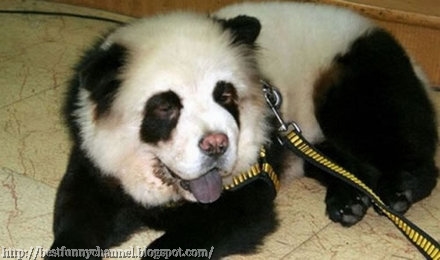 Dog panda.