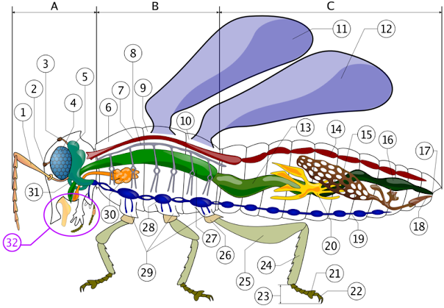 A- 头，Head B- 胸，Thorax C- 腹，Abdomen  触角，antenna 单眼（低），ocelli (lower) 单眼（高），ocelli (upper) 复眼，compound eye 脑部，brain (cerebral ganglia) 前胸，prothorax 背动脉，dorsal artery 气管，tracheal tubes (trunk with spiracle) 中胸，mesothorax 后胸，metathorax 前翅，first wing 后翅，second wing 中肠，mid-gut (stomach) 心脏，heart 卵巢，ovary 后肠，hind-gut (intestine, rectum & anus) 肛门，anus 阴道，vagina 神经束，nerve chord (abdominal ganglia) 马尔比基氏管，Malpighian tubes 足垫，pillow 爪， claws 踝，tarsus 大腿，tibia 小腿，femur 转节，trochanter 前肠/前胃，fore-gut (crop, gizzard) 胸神经节，thoracic ganglion 髋，coxa 唾液腺，salivary gland 食管下的神经节，subesophageal ganglion 口器，mouthparts