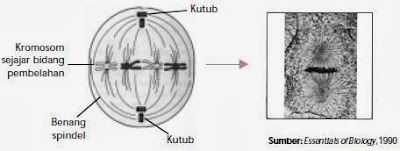 Tahap metafase