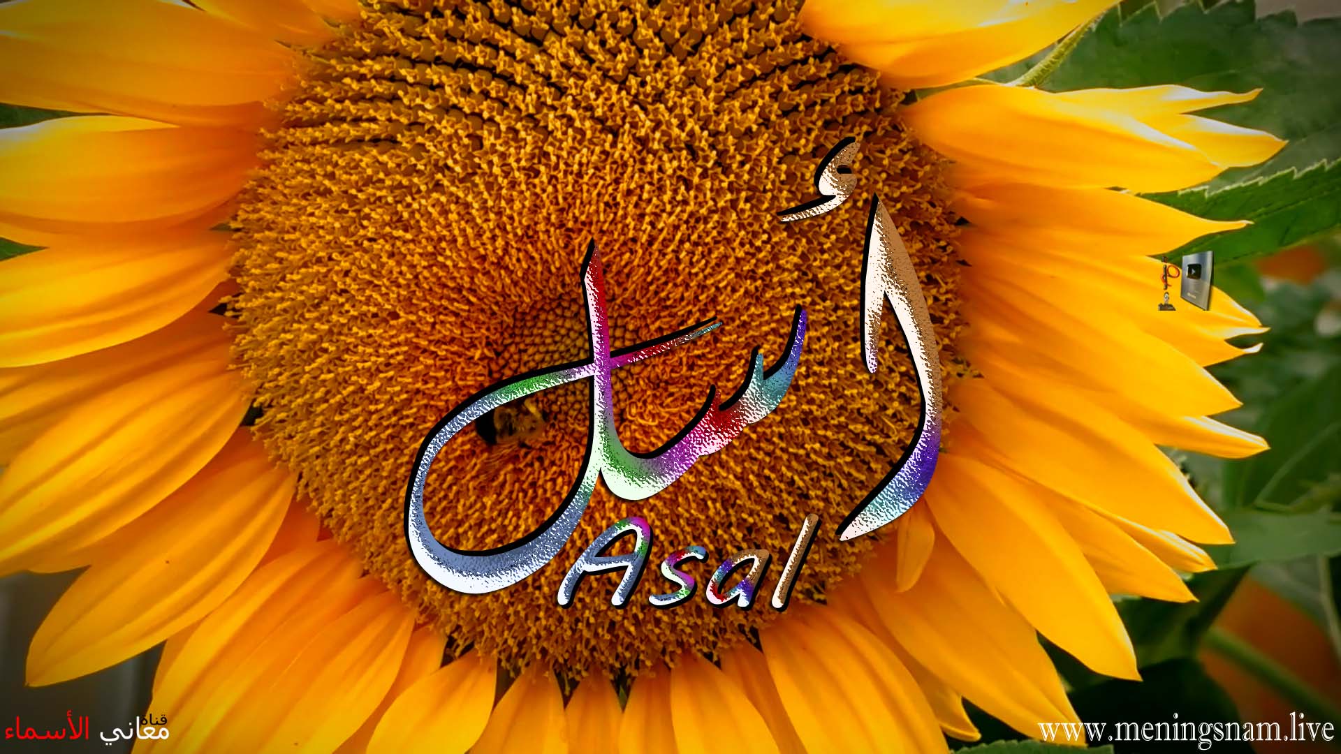 معنى اسم, اسل, وصفات, حاملة, هذا الاسم, Asl,