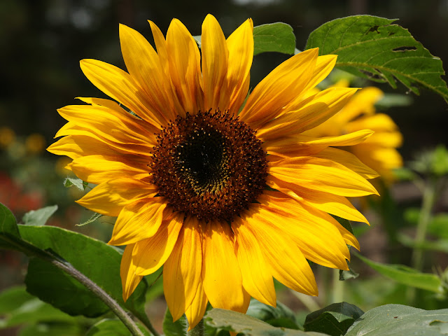 Girarol Sunflower Wallpapers