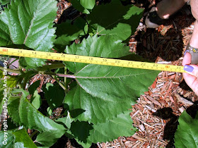 Sunflower Plant Width of Twenty-Four Inches at 51 Days ~ JaguarJulie