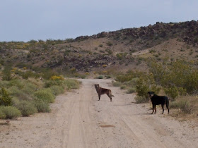 Free Ranging Dogs