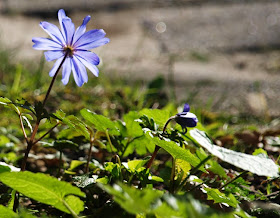 Blå balkananemone