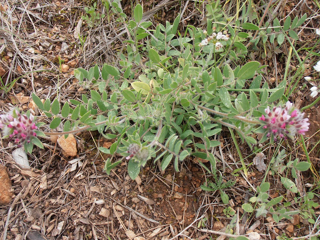 VULNERARIA: Anthyllis vulneraria