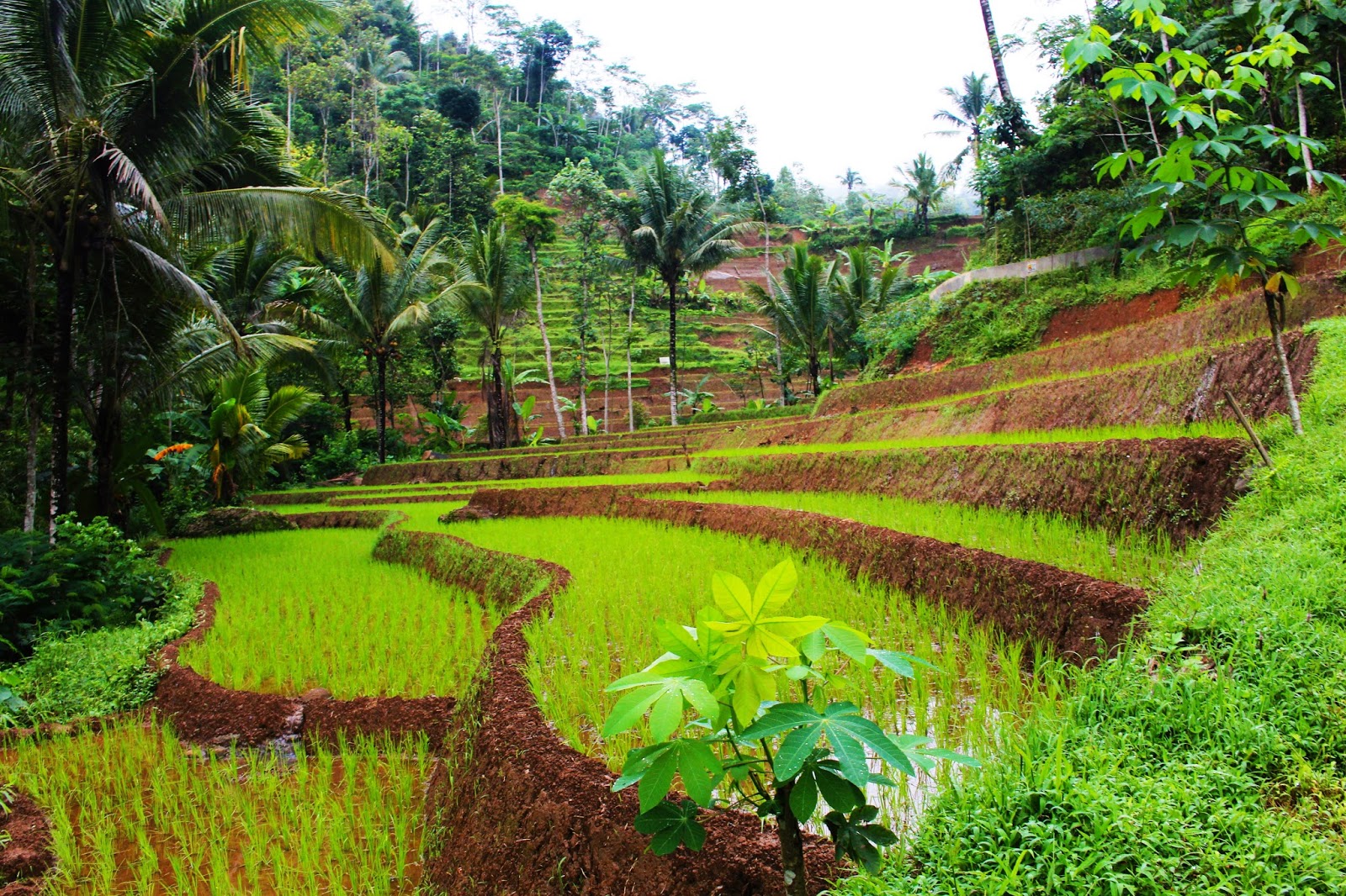  Foto Desa aneka info gambar pemandangan sawah desa foto 