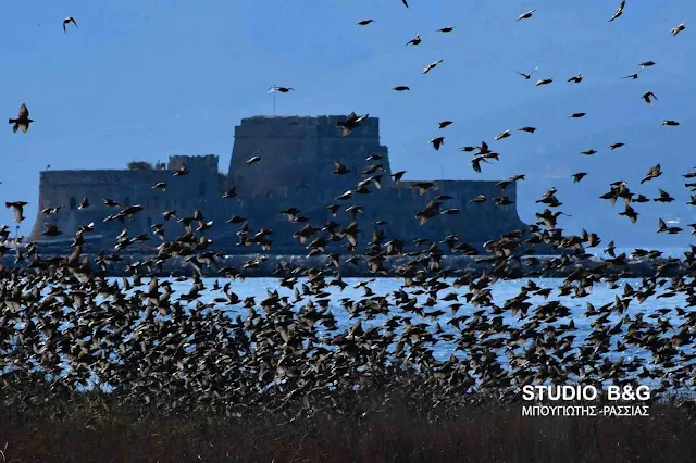 Εντυπωσιακό εναέριο σόου από χιλιάδες ψαρόνια στο Ναύπλιο (βίντεο)