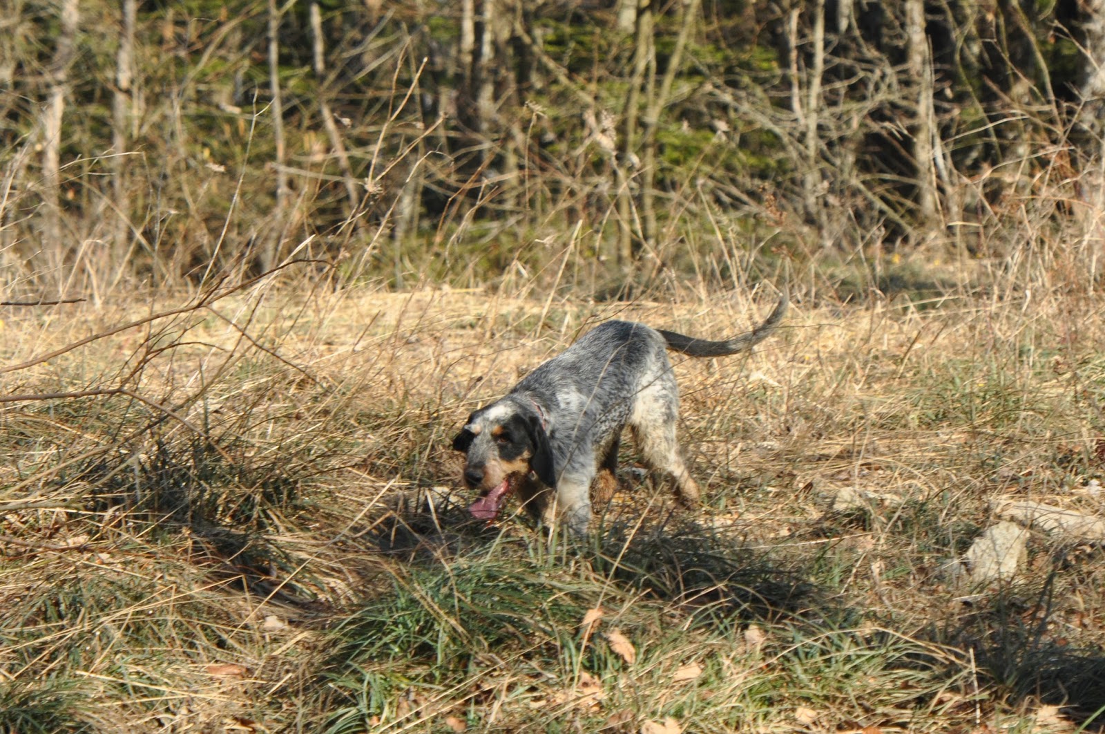 Photo Chien Griffon Bleu Gascogne