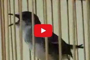 [VIDEO+YOUTUBE] CIBLEK GUNUNG GACOR MANTAB