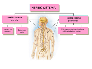 nerbio sistema bilaketarekin bat datozen irudiak