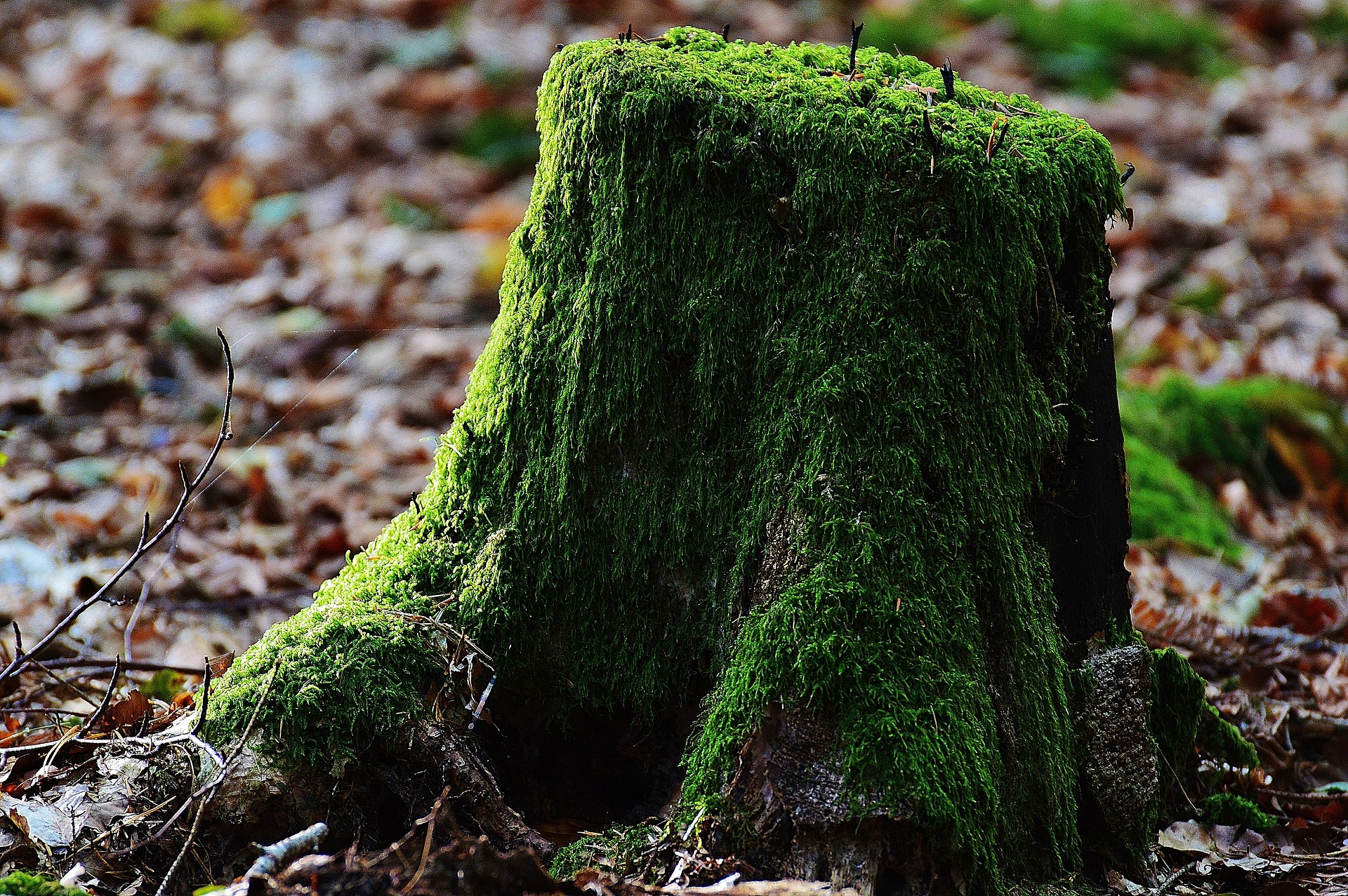 Tree Stump