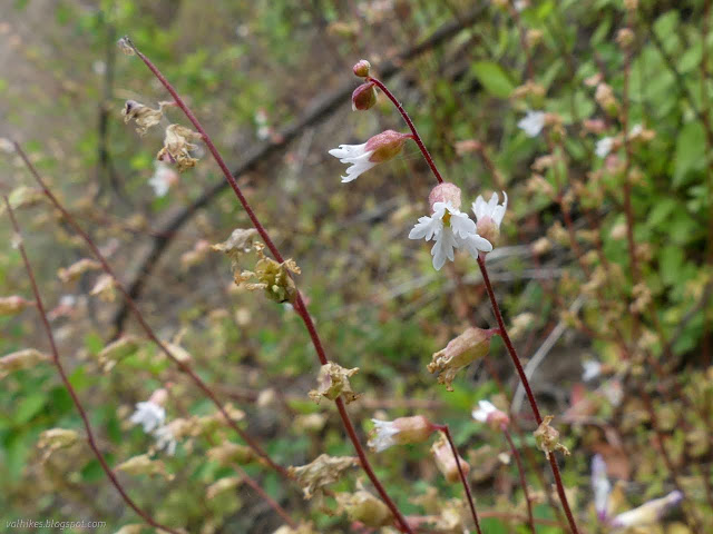 38: white flower of fringe