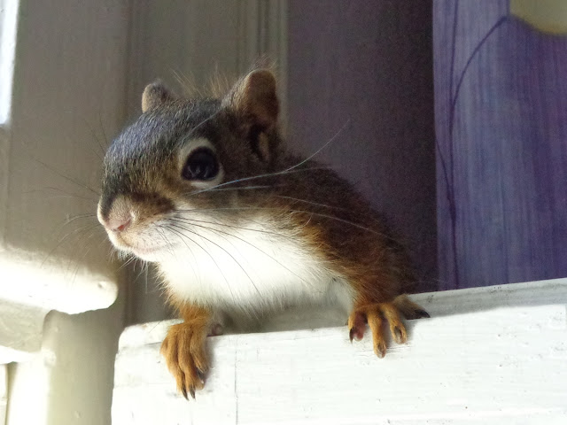 hodowla Drzewiórki, hudson, hudsony, amerykańskie wiewiórki czerwone, wiewiórka hudsona, Tamiasciurus hudsonicus