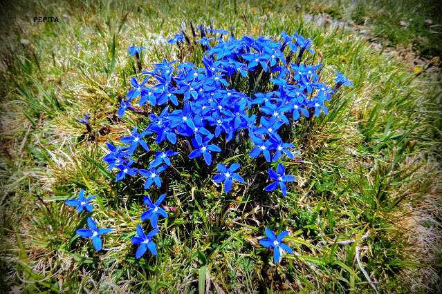 Gentiana Sierrae.Sierra Nevada