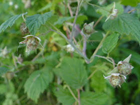 Raspberries