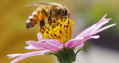 Abejas importancia mundial alimentos