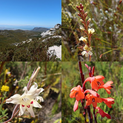 Silvermine Amphitheatre January flowers